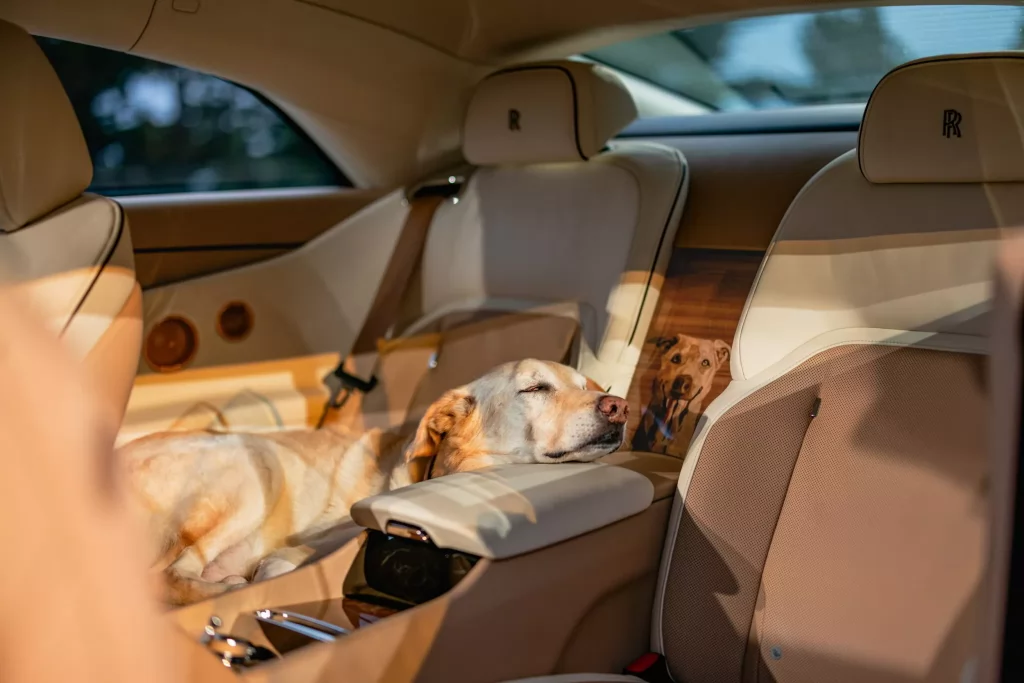 Un client din SUA a cerut Rolls Royce să facă un model dedicat câinelui său: așa a apărut unicul Spectre Bailey